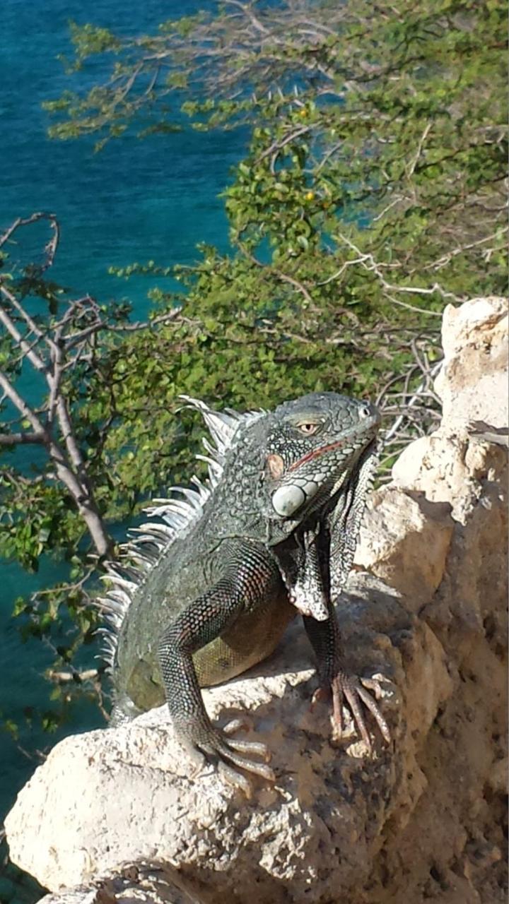 Appartamento Heliemar Lagun Esterno foto